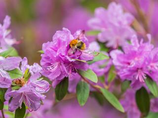 Pink flowers of Siberian rhododendron copy space. Rhododendron dauricum. Spring flowering of Altai rhododendron.