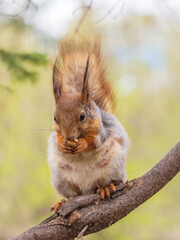 The squirrel with nut sits on a branches in the spring or summer.