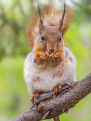 The squirrel with nut sits on a branches in the spring or summer.