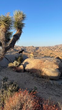Dogs taking in the desert sunset in Yucca Valley of the Mojave Desert