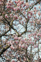 blossom in spring, magnolia
