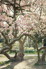 blossom tree magnolia