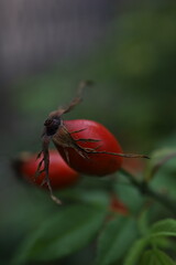 spider on a flower
