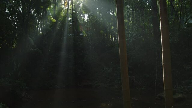 Amazing morning sun shines through the dense foliage and greenery, the wild thickets of the tropical jungle with butterfly fkying. Sun rays in a shady forest. Pano shot