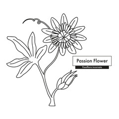 Passion Flower (Passiflora) line art drawing. Best for organic cosmetics, ayurveda, alternative medicine. Vector illustration.