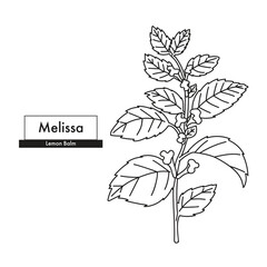 Melissa (Lemon Balm) botanical line art drawing. Best for organic cosmetics, ayurveda, alternative medicine. Vector illustration.