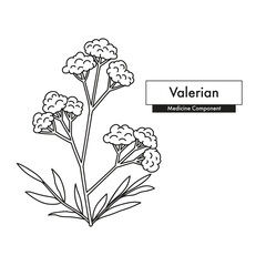 Valerian line art drawing. Best for organic cosmetics, ayurveda, alternative medicine. Vector illustration.