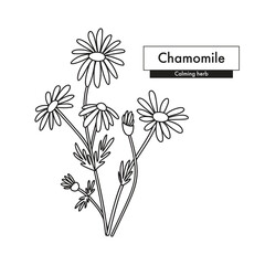 Chamomile botanical line art drawing. Best for organic cosmetics, ayurveda, alternative medicine. Vector illustration.