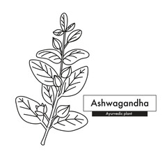 Ashwagandha botanical line art drawing. Best for organic cosmetics, ayurveda, alternative medicine. Vector illustration.
