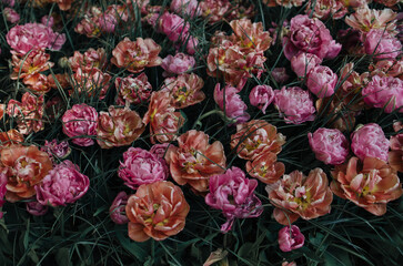 flowers in the garden tulips
