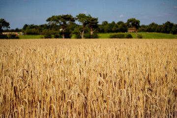 United Kingdom farmland