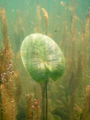 Leaf of yellow water lily growing underwater towards surface