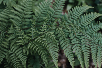 fern leaf background