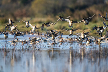 Eurasian Wigeon, Mareca penelope, birds in flight over Marshes