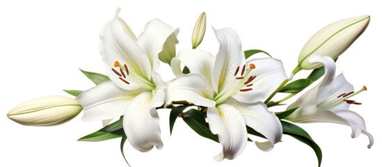 white lily flower isolated on white background,