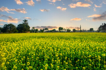 Yellow mustard field landscape in the countryside of the Punjab