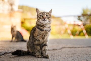 A beautiful cat walks outside, a street cat in a beautiful autumn park