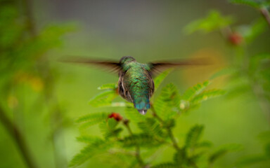 Humming bird in flight facing away with full color details of feathers