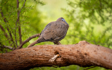 Chubby bird with blue face perched on log