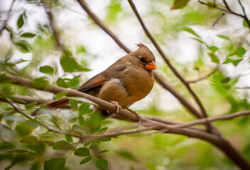 Small bird with orange bill perched on branch