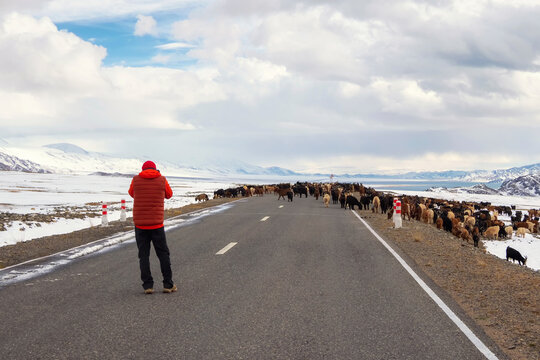 Big herd of sheep cross the road. Winter snow road to winter mountain. Winter snow rural road in Mongolia. Curious tourist got out of the car and take photos the congestion of sheep on the road.