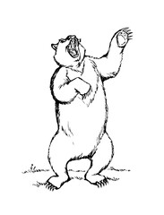 Vector drawing. An angry bear stands and growls