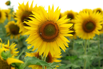 close-up of a beautiful sunflower in a field: Sunbeam, Helianthus annuus