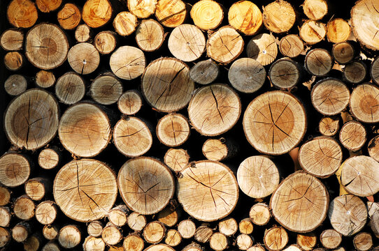 Pile of logs: A pile of freshly cut tree trunks viewed from the center section of the cut. Concept of deforestation