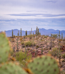 Blue Hour Landscape Tucson Arizona with saguaros and prickly pear cacti