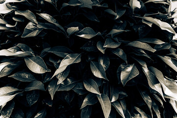 artistic black and white close up background photograph of orange tree leaves