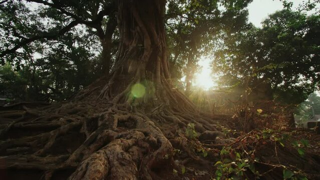 Powerful long roots around a large tree at dawn illuminated by the morning sun breaking through the branches. Mystical mysterious landscape with a dense tree. Concept of old mystical tree