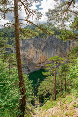 Pine trees in coniferous mountain forest with steep cliffs sheer, green