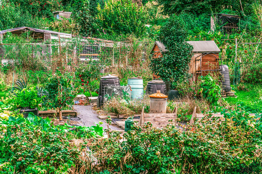 A typical British allotment on a sunny day, a community facility made available for individual, non-commercial gardening or growing food plants