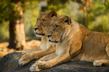Lions