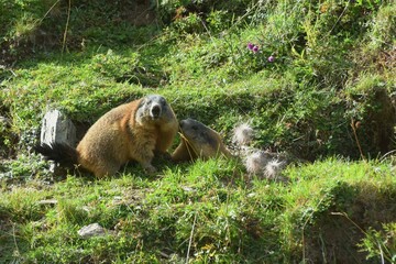 Marmot Wildlife Nature Alps