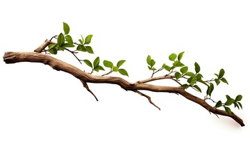 Realistic twisted jungle branch with plant growing isolated on a white background	