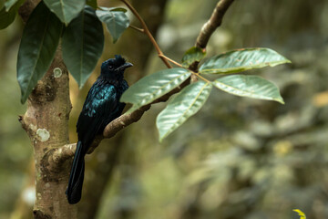 The greater racket-tailed drongo (Dicrurus paradiseus) is a medium-sized Asian bird