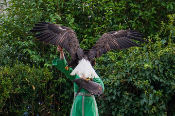A young female instructor holds an eagle.