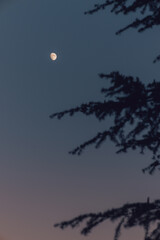 Obraz na płótnie Canvas Moon seen through the silhouette of autumn trees at dusk