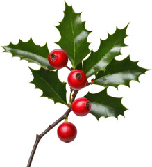 An image of holly branches. Christmas decoration elements. 