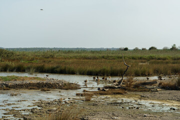 Albufera de Mallorca Natural Park, Muro, Mallorca island, Spain