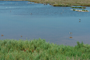 Albufera de Mallorca Natural Park, Muro, Mallorca island, Spain