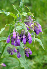 In the meadow, the comfrey (Symphytum officinale) is blooming