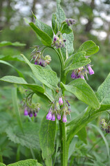 In the meadow, the comfrey (Symphytum officinale) is blooming