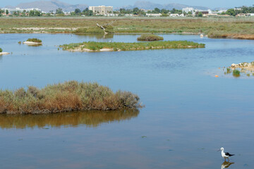 Albufera de Mallorca Natural Park, Muro, Mallorca island, Spain
