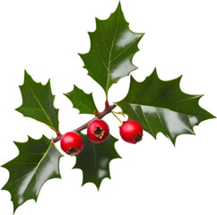 An image of holly branches. Christmas decoration elements. 