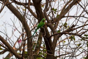 New Delhi - 13 Sep 2020: Parrot in the Park, in inside Lodhi Garden in Delhi India.