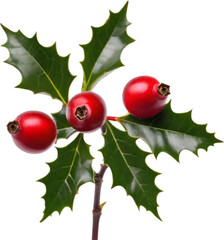 An image of holly branches. Christmas decoration elements. 