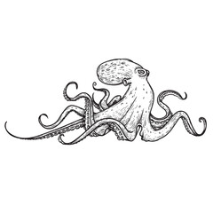 Octopus in sketch hand drawn style. Retro vintage sea monster drawing. Best for seafood and nautical designs. Vector illustration on white.