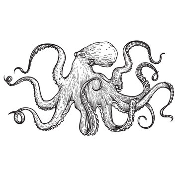 Octopus in sketch hand drawn style. Retro vintage sea monster drawing. Best for seafood and nautical designs. Vector illustration on white.